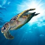 diving-in-the-coves-of-marsa-shoon-and-marsa-mubarak-from-port-ghalib.5cdbd2c4268d9